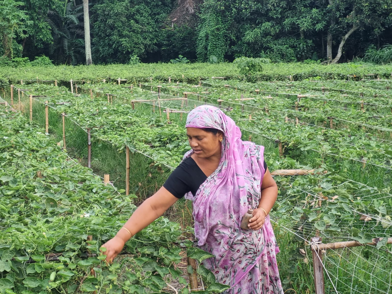 পটল চাষে বছরে ২ লাখ আয়, স্বাবলম্বী ডুমুরিয়ার বিধবা তপু বিশ্বাস।